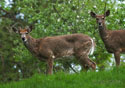 Odocoileus virginianus